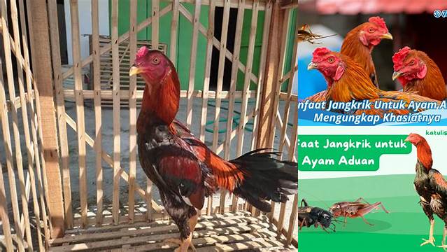 Manfaat Jangkrik untuk Ayam Aduan: Rahasia Juara yang Jarang Diketahui