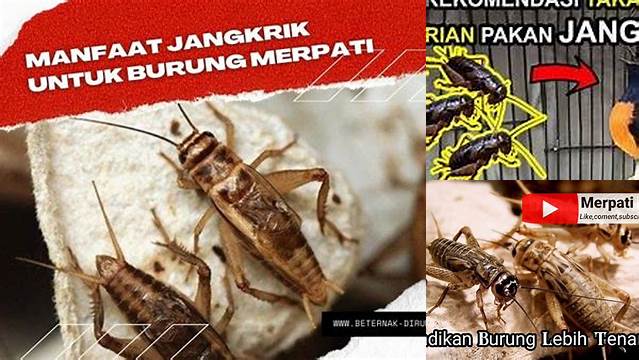 Temukan Manfaat Jangkrik untuk Burung yang Jarang Diketahui