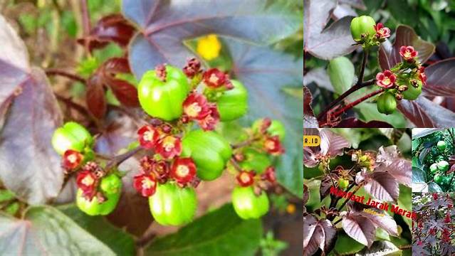 Manfaat Jarak Merah yang Jarang Diketahui, Wajib untuk Anda Ketahui!