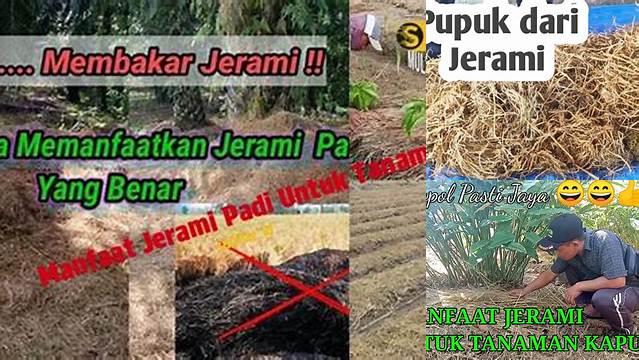 Temukan Manfaat Jerami Padi untuk Tanaman yang Jarang Diketahui