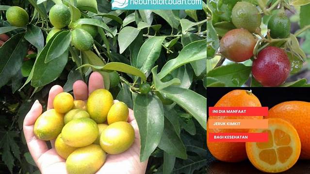 8 Manfaat Jeruk Kimkit Temukan Khasiat Sehat