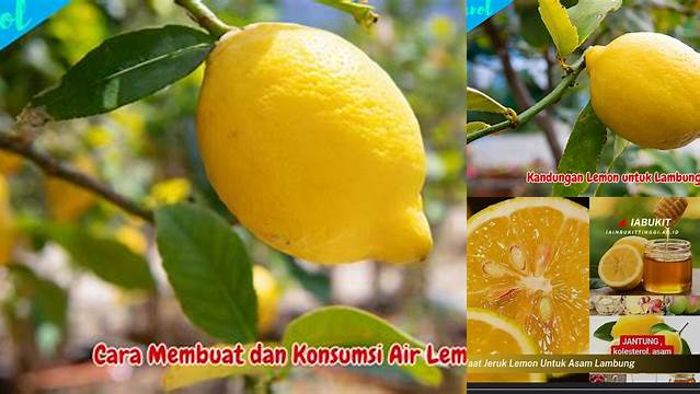 10 Manfaat Jeruk Lemon untuk Asam Lambung yang Jarang Diketahui