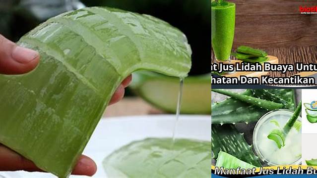 8 Manfaat Jus Lidah Buaya untuk Kesehatan Alami Anda