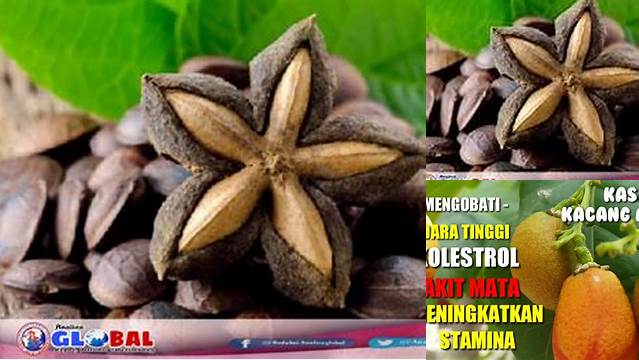 Manfaat Kacang Amazon yang Jarang Diketahui, Wajib Dicoba!