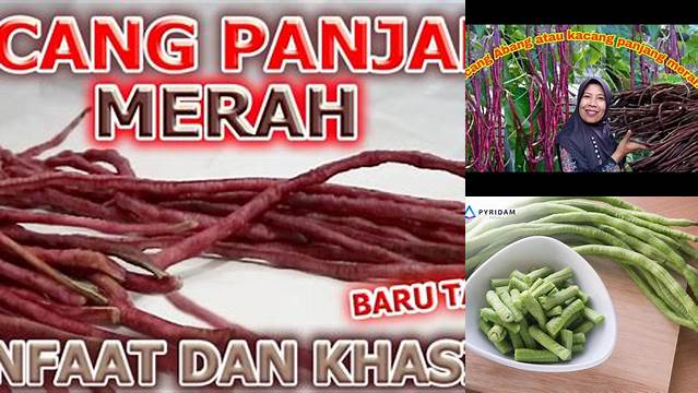 Temukan Manfaat Kacang Panjang Merah yang Jarang Diketahui