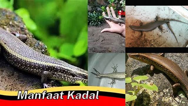 Manfaat Kadal Cagak yang Belum Diketahui Umum
