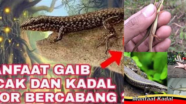 Temukan Manfaat Ekor Dua Kadal yang Jarang Diketahui