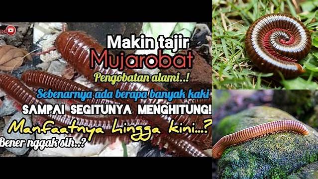 Manfaat Kaki Seribu yang Jarang Diketahui, Wajib Anda Ketahui!