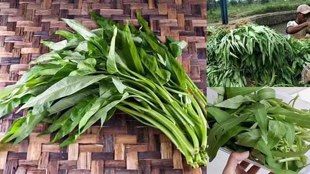 Manfaat Kangkung Hutan yang Jarang Diketahui, Wajib Anda Tahu!