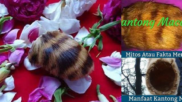 Temukan Khasiat Ajaib Kantong Macan yang Jarang Diketahui