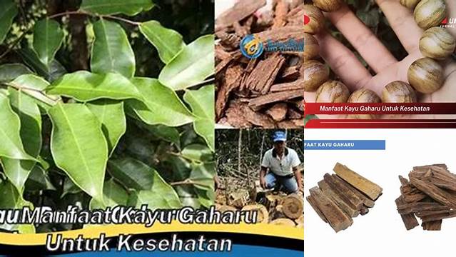 Temukan 5 Manfaat Kayu Gaharu untuk Kesehatan yang Jarang Diketahui