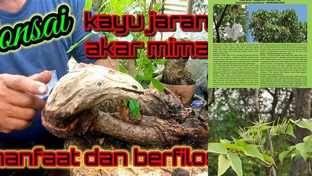 Temukan Manfaat Kayu Jaran yang Jarang Diketahui