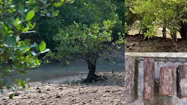 Manfaat Kayu Kaboa yang Perlu Anda Ketahui