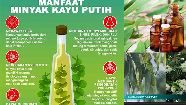 Temukan Manfaat Kayu Putih yang Perlu Anda Ketahui