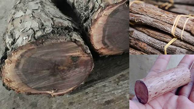 Temukan Manfaat Kayu Stigi Asli yang Jarang Diketahui!