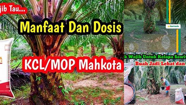 Temukan Manfaat KCl untuk Sawit yang Jarang Diketahui, Anda Wajib Tahu!