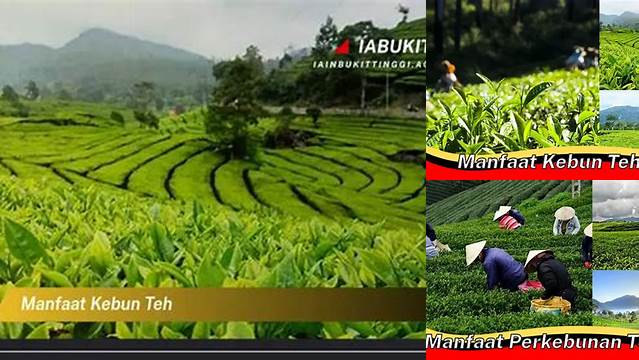 Temukan 10 Manfaat Kebun Teh yang Perlu Diketahui!