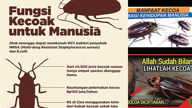 Temukan Manfaat Kecoa yang Mengejutkan