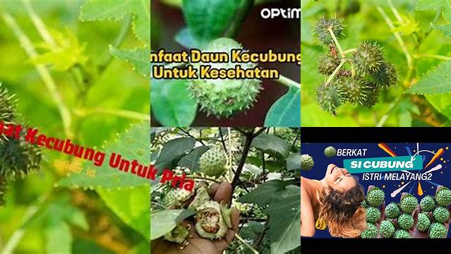 Temukan Manfaat Kecubung Untuk Pria, Jarang Diketahui!