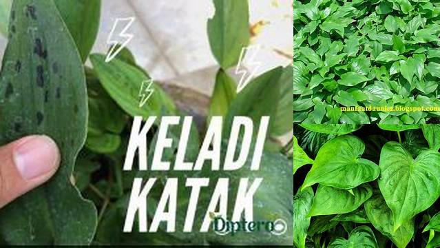 Manfaat Keladi Katak untuk Kesehatan, Pangan, dan Lainnya yang Jarang Diketahui