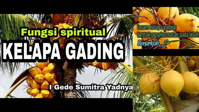 Manfaat Kelapa Gading untuk Spiritual yang Jarang Diketahui