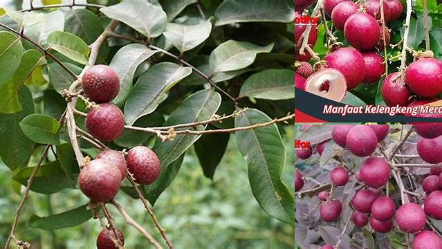 Temukan 10 Manfaat Kelengkeng Merah yang Jarang Diketahui