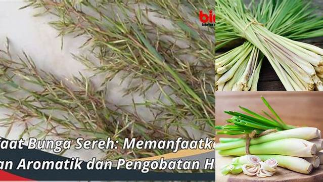 8 Manfaat Kembang Sereh yang Jarang Diketahui