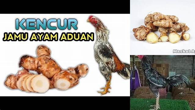 Temukan Manfaat Kencur untuk Ayam Aduan yang Jarang Diketahui