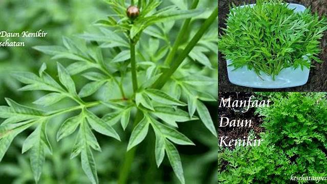 Ungkap Manfaat Kesehatan Kenikir yang Jarang Diketahui