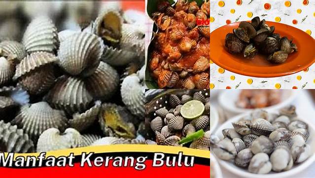 Temukan Manfaat Kerang Bulu yang Jarang Diketahui