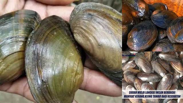 Temukan Manfaat Kerang Kijing yang Jarang Diketahui, Anda Harus Tahu!