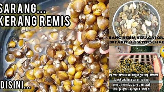 Manfaat Luar Biasa Kerang Remis yang Jarang Diketahui