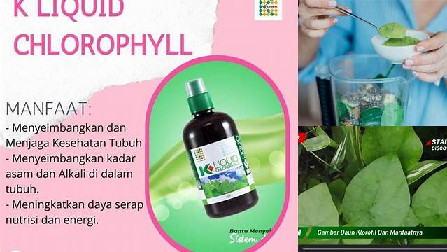 Manfaat Klorofil untuk Ginjal, Temuan dan Wawasan yang Menjanjikan