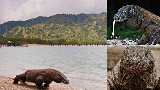 Temukan 8 Manfaat Komodo yang Bikin Kamu Takjub