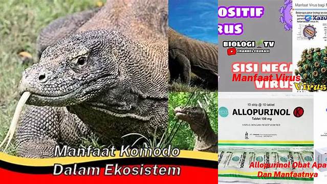 Temukan Manfaat Komodo dalam Ekosistem yang Jarang Diketahui