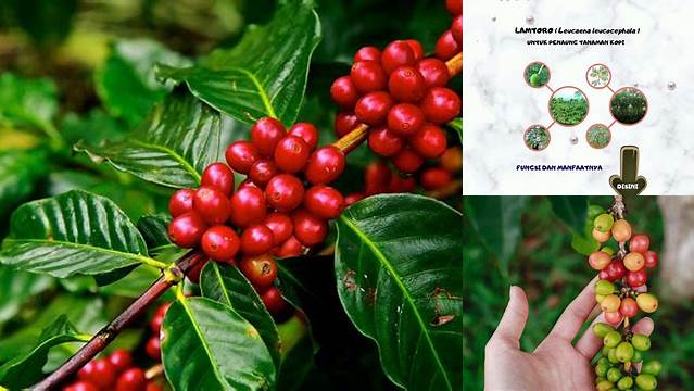 Temukan Manfaat Kopi Lamtoro yang Jarang Diketahui dan Menakjubkan