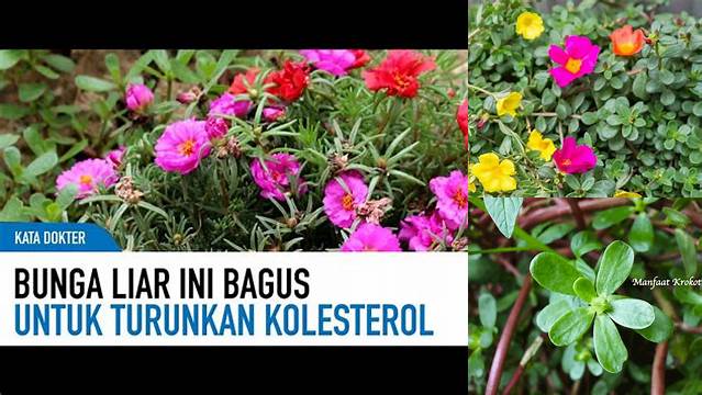 Temukan 7 Manfaat Krokot Putih yang Jarang Diketahui