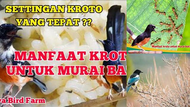 Temukan 7 Manfaat Kroto untuk Murai Batu yang Jarang Diketahui