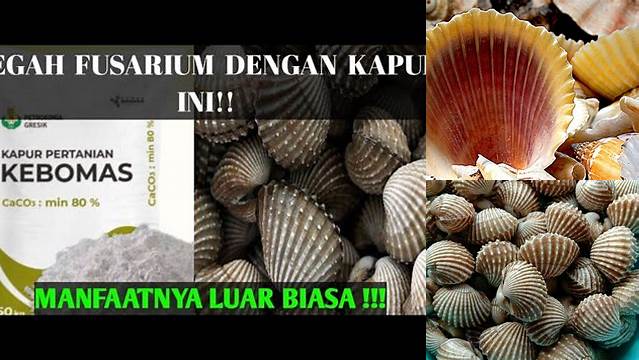 Manfaat Kulit Kerang: Ungkap Rahasia yang Jarang Diketahui