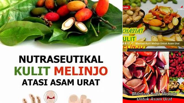 Temukan Manfaat Kulit Melinjo untuk Asam Urat yang Jarang Diketahui