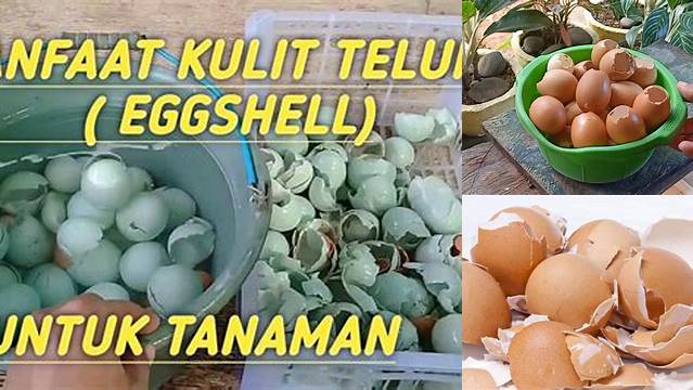 Temukan Manfaat Kulit Telur untuk Tanaman yang Perlu Anda Ketahui