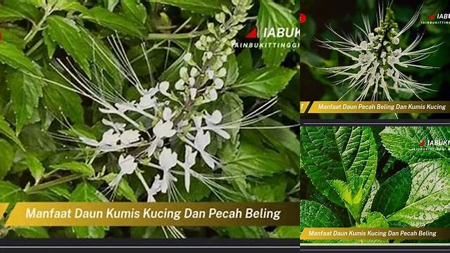 Temukan Rahasia Manfaat Kumis Kucing dan Pecah Beling yang Jarang Diketahui