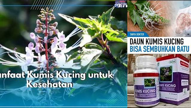 Manfaat Kumis Kucing untuk Ginjal yang Jarang Diketahui