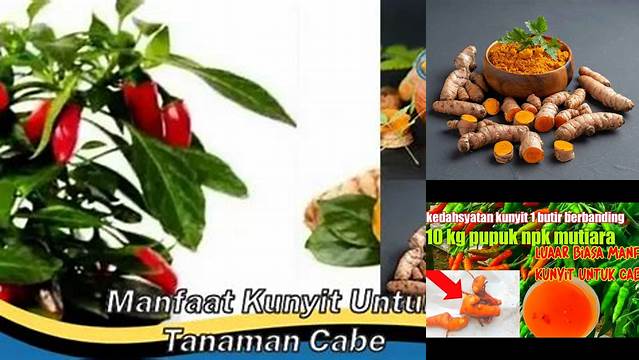 Manfaat Kunyit untuk Tanaman Cabe yang Jarang Diketahui