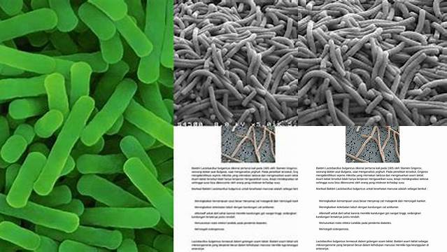 Manfaat Lactobacillus Bulgaricus yang Jarang Diketahui, Harus Kamu Tau!