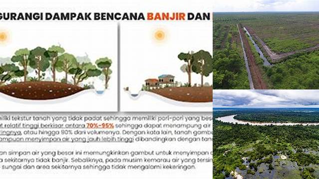 Temukan Manfaat Lahan Gambut yang Jarang Diketahui yang Perlu Anda Tahu