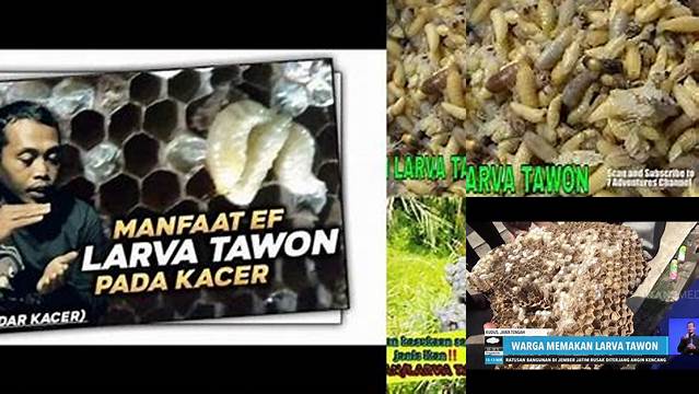 Temukan 7 Manfaat Larva Tawon yang Jarang Diketahui