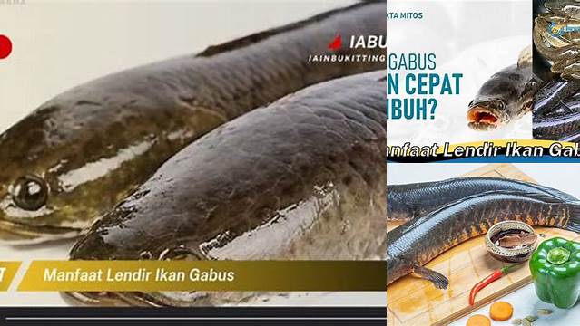 Temukan Rahasia Ajaib Lendir Ikan Gabus yang Jarang Diketahui