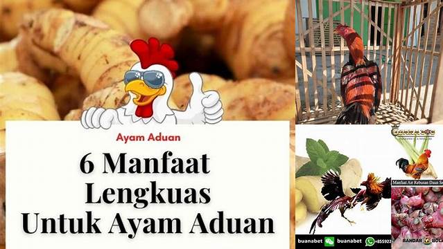 Temukan Manfaat Lengkuas untuk Ayam Aduan yang Jarang Diketahui!