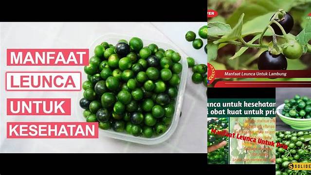Temukan Manfaat Luar Biasa Leunca untuk Lambung yang Jarang Diketahui